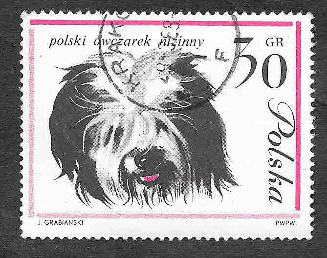 1116 - Perro Pastor Polaco