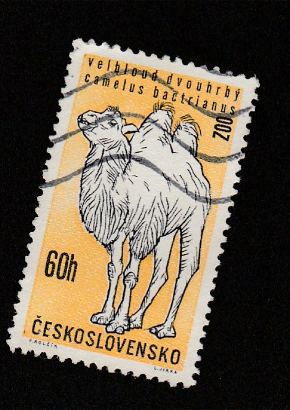 Animales del zoo de Praga, Camello
