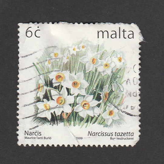 Narcissus tazetta