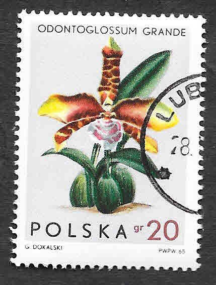 1346 - Orquídeas