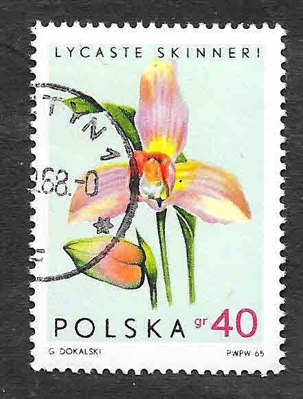 1348 - Orquídeas