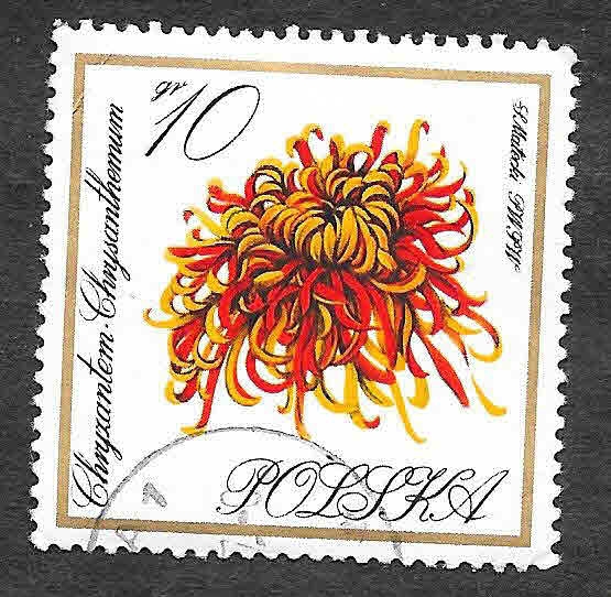 1430 - Crisantemo