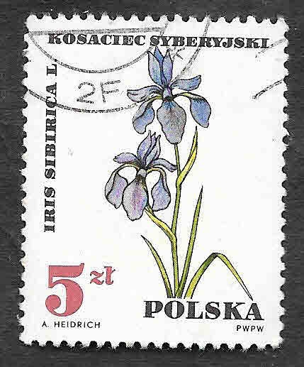 1515 - Iris sibirica