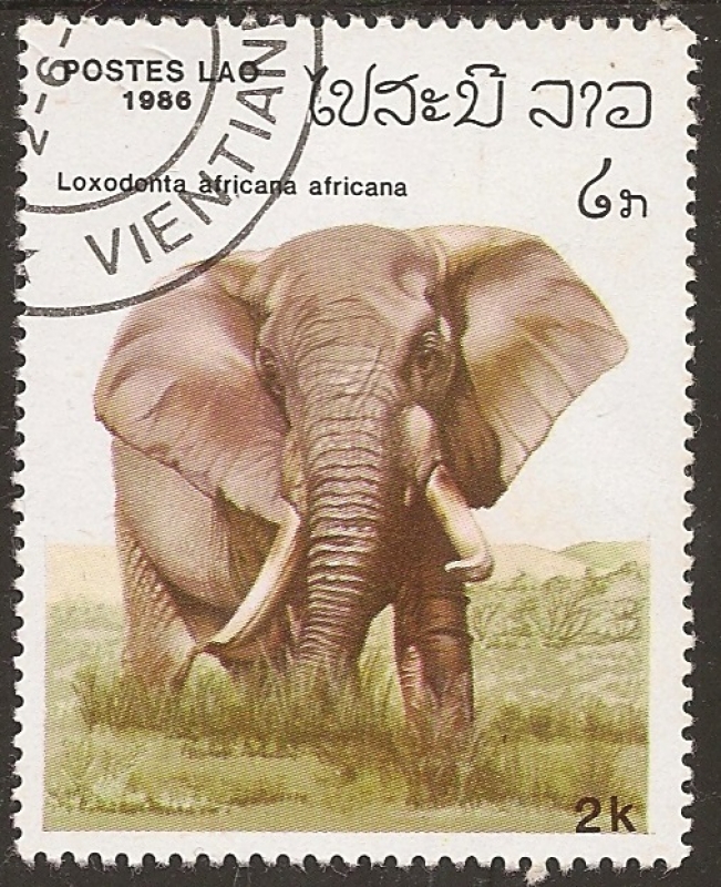 1986, Serie: “Elefantes”