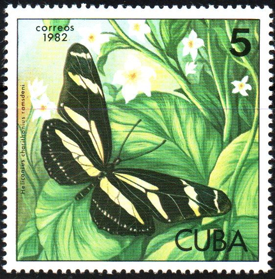 MARIPOSAS.  HELICONIUS  CHARITONIUS  RAMSDENI.