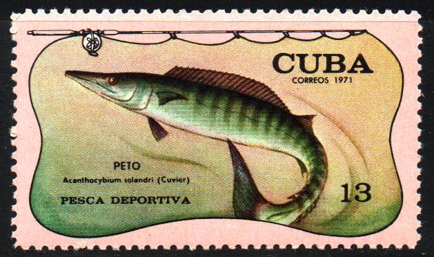 PESCA  DEPORTIVA.  ACANTHOCYBIUM  SOLANDRI.