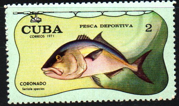 PESCA  DEPORTIVA.  SERIOLA  SPECIES.