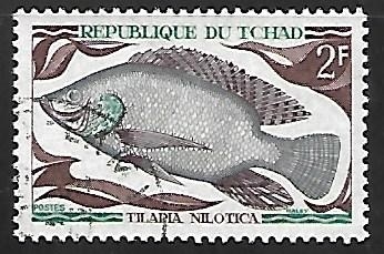 Peces - Nile Tilapia