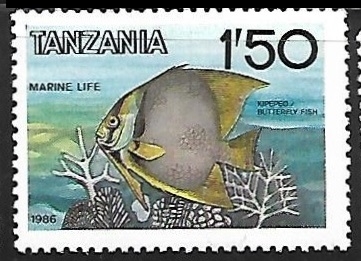 Peces - Butterflyfish