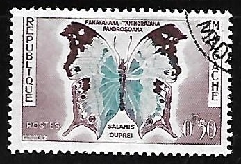 Mariposa - Salamis duprei