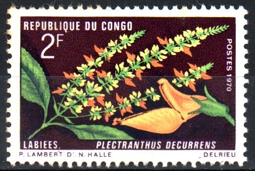 PLECTRANTHUS  DECURRENS
