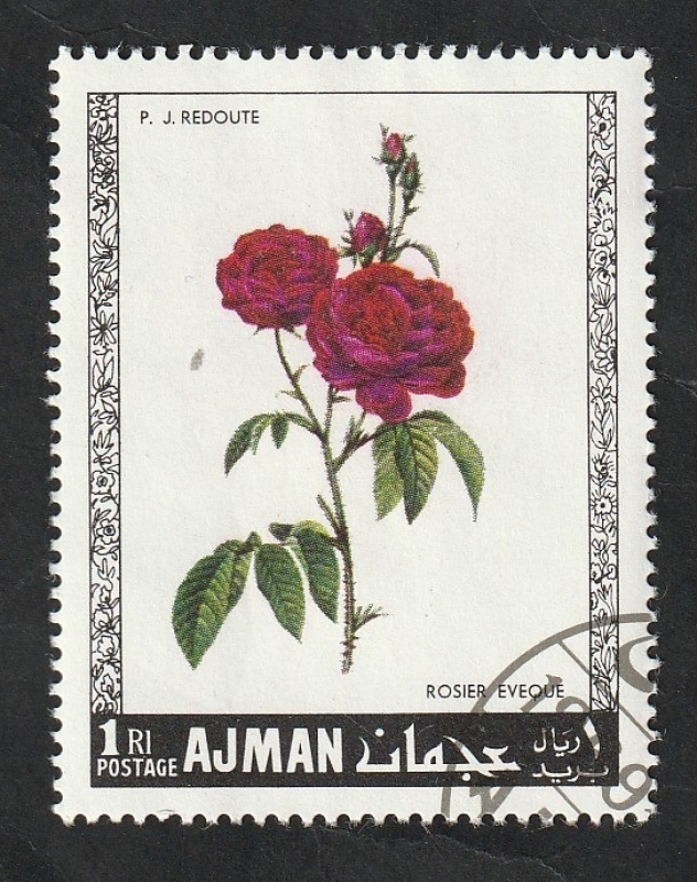 Ajman - 106 - Rosas