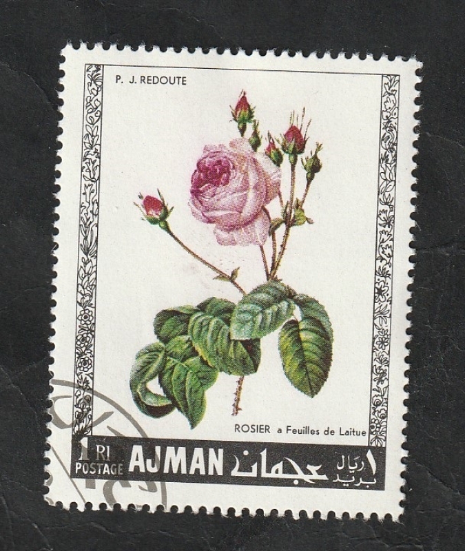 Ajman - 106 - Rosas