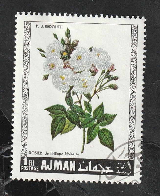 Ajman - 106 - Rosas