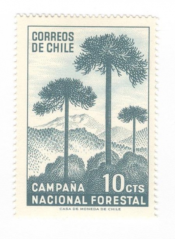 Campaña nacional forestal