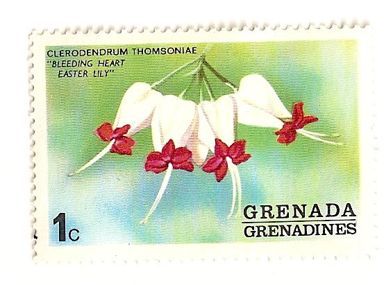 Flores de Grenada Grenadinas- Bleeding heart  Lila de pasion.