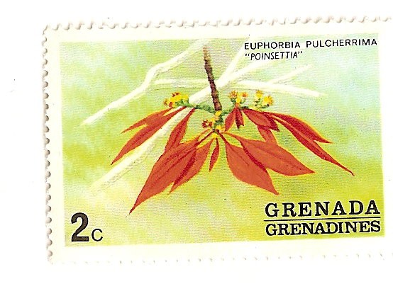 Flores de Grenada Grenadinas- Poinsetia