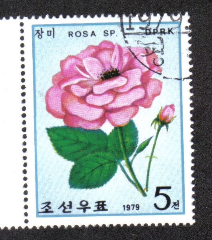 Rosas 1979