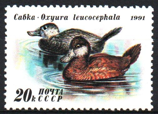 PATOS.  OXYURA  LEUCOCEPHLA-