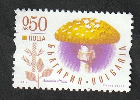 4374 - Champiñón, Amanita citrina