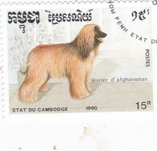 Perros de raza- lebrel afgano 