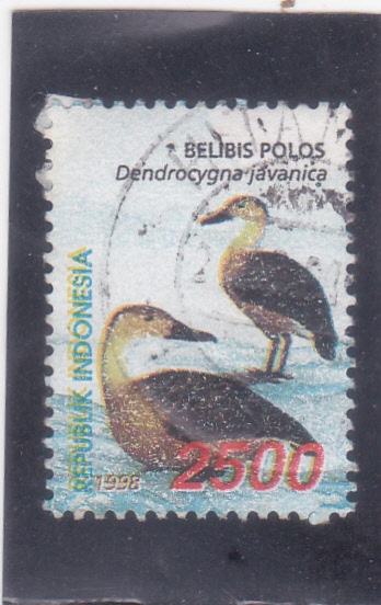 AVES- belibis polos