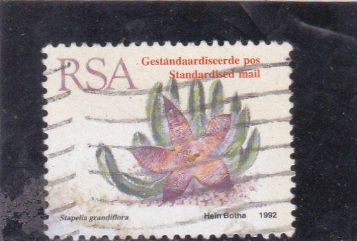 Stapelia grandiflora
