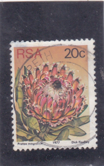 Protea magnifica