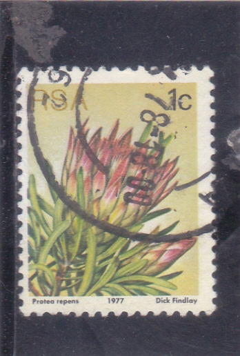  Protea repense