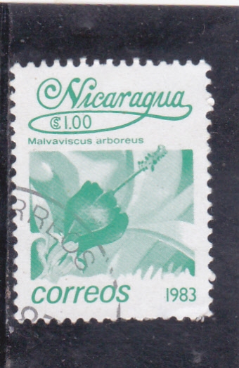 flor- malvaviscus arboreus 