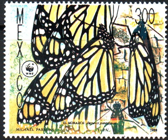 MARIPOSA  MONARCA,  DANAUS  PLEXIPPUS.