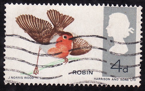 Robin (Turdus Migratorius)