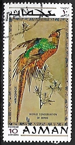 Aves exoticas -Golden Pheasant 