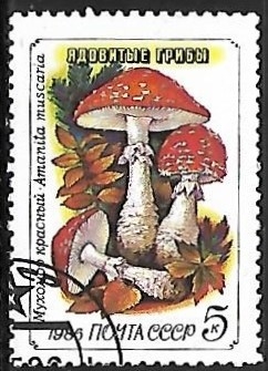 Setas - Amanita muscaria)