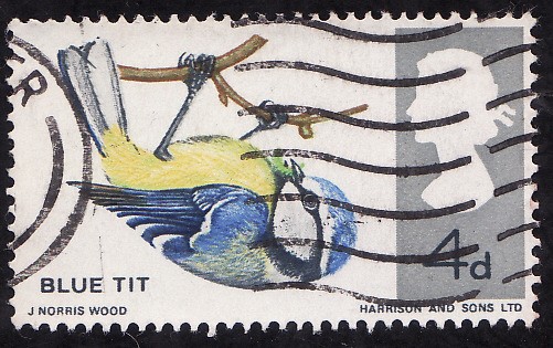 Blue Tit ( Parus Caeruleus