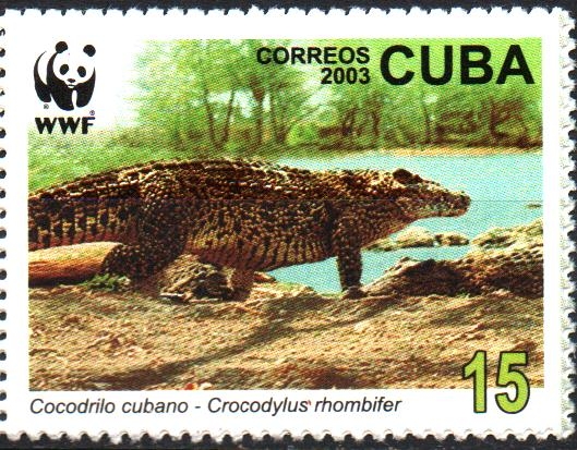 COCODRILO  CUBANO.  COCODRILO  ADULTO  EN  LA  ORILLA  DEL  AGUA.