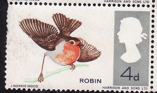 Robin (Turdus Migratorius)