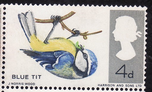 Blue Tit ( Parus Caeruleus )