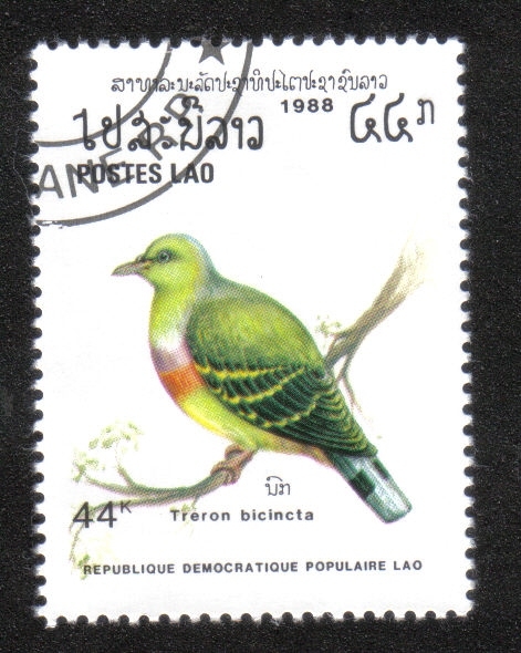 Aves: paloma verde de pecho anaranjado (Treron bicinctus)