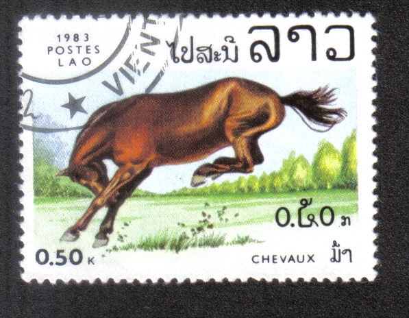 Caballo (Equus ferus caballus)