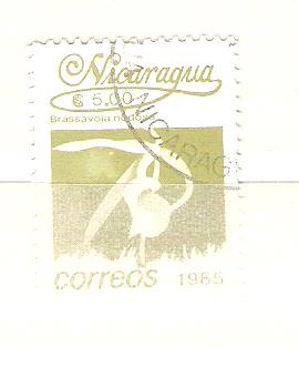 brassavola