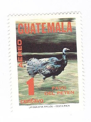 Pavo del Peten