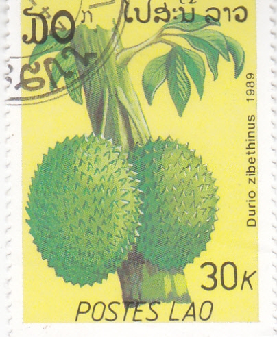 fruto durio 