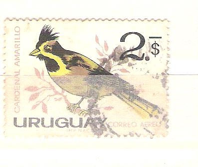 cardenal amarillo