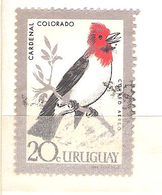 cardenal colorado RESERVADO