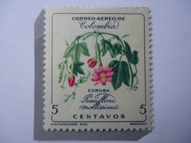 Passiflora Mollissma - Curuba - Serie: Flores.