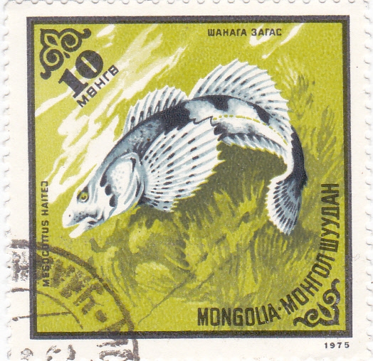 pez- Amur Sculpin (Mesocottus haitej)
