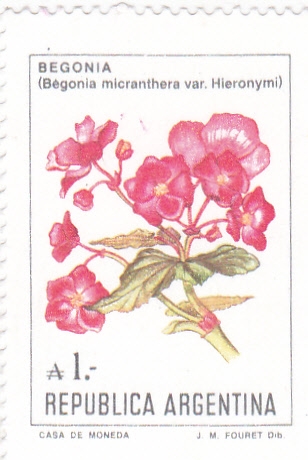 flores- begonia 
