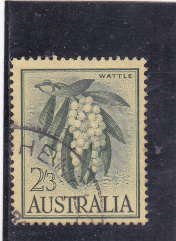 wattle 