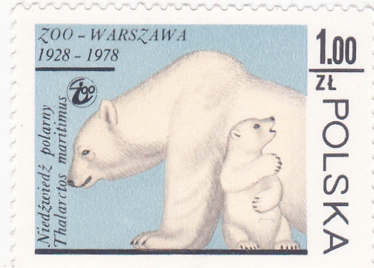 oso polar 